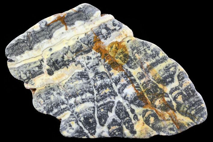 Columnar Stromatolite (Asperia) From Australia - Proterozoic #76187
